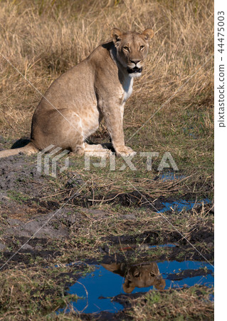 Lioness, Botswana Lioness, Botswana 44475003