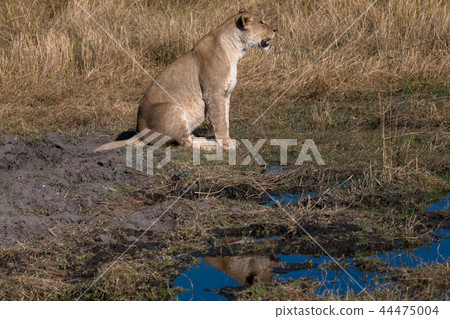 Lioness, Botswana Lioness, Botswana 44475004