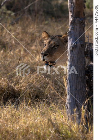 Lioness, Botswana Lioness, Botswana 44475006