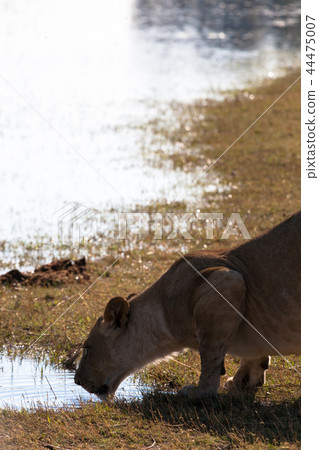 Lioness, Botswana 44475007