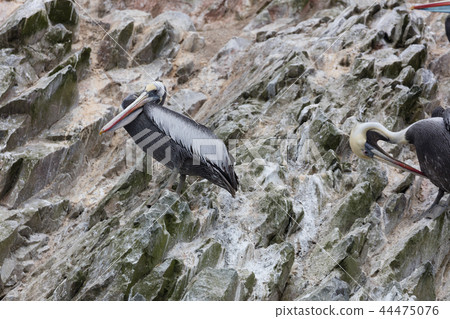 bird, birds, brown pelican 44475076