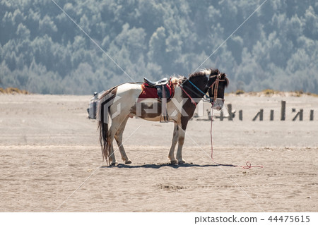 Side white brown horse standing on desert 44475615