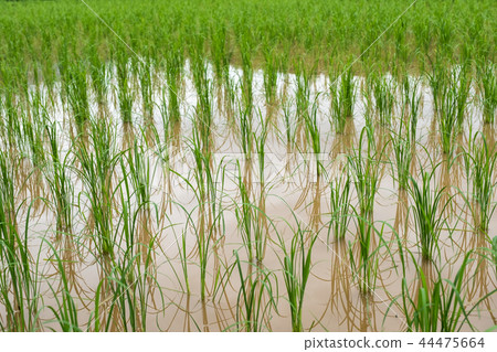 Farming rice with water in plantation 44475664