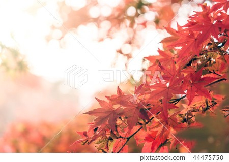 Red leaf maple in autumn Red leaf maple in autumn 44475750