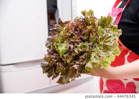 Vegetables taken from the refrigerator Sunny lettuce Vegetables taken from the refrigerator Sunny lettuce 44476345