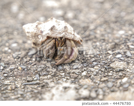 Hermit crab at the beach 44476780