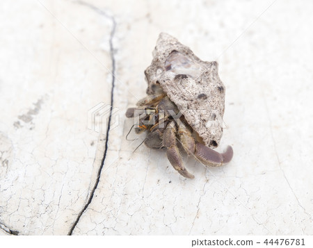 Hermit crab at the beach Hermit crab at the beach 44476781