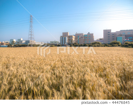金色麥田 金色麥田 44476845