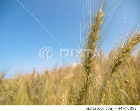 金色麥田 金色麥田 44476852