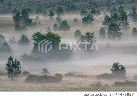 Foggy sunrise in the country with random trees 44476927