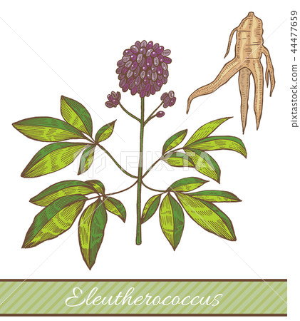 Colored Eleutherococcus Plant in Hand Drawn Style 44477659