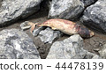 Dead Dolphin on the beach.  44478139