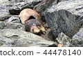 Dead Dolphin on the beach.  44478140