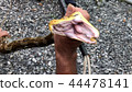 Python snatch a bite.  44478141