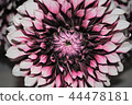 Dahlia 44478181