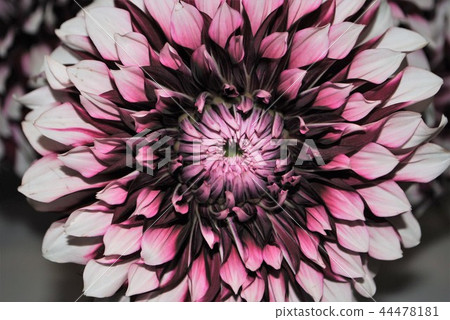 Dahlia Dahlia 44478181