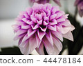Dahlia 44478184