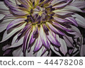 Flowers 44478208