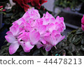 Flowers 44478213