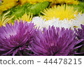 Flowers 44478215