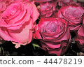 rose	 44478219