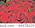 rose	 44478220