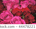 rose	 44478221