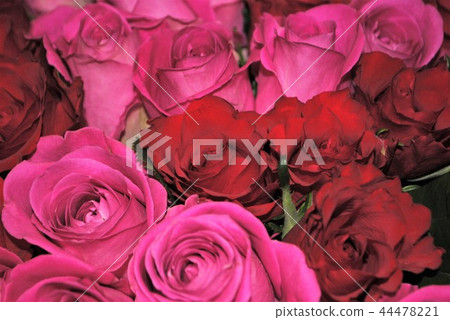 rose	 44478221