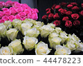 rose	 44478223