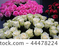 rose	 44478224
