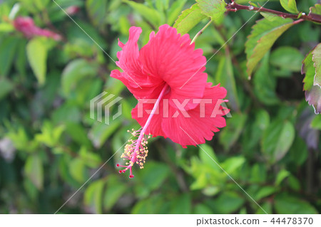 Hibiscus 44478370