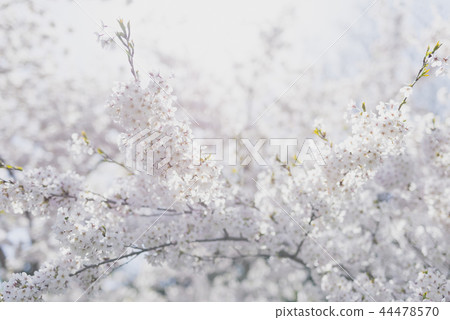 Yoshino cherry tree (backlight high key) Yoshino cherry tree (backlight high key) 44478570