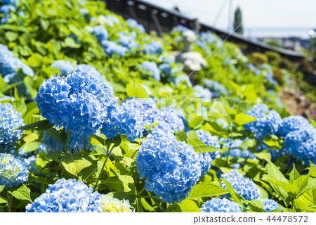 Hydrangea in full bloom 44478572
