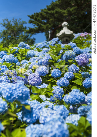 Hydrangea in full bloom 44478573
