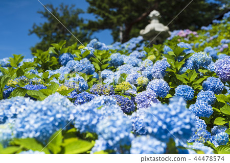 盛開的繡球花 盛開的繡球花 44478574