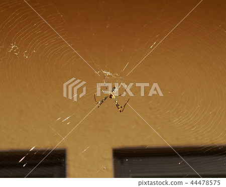 Jorogumo under the eaves 44478575