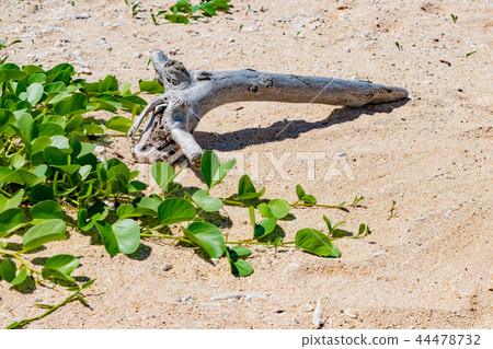 Okinawa Ishigakijima Yonehara beach sandy beach Gumbai Hirgao 44478732