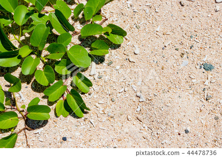 Okinawa Ishigakijima Yonehara beach sandy beach Gumbai Hirgao Okinawa Ishigakijima Yonehara beach sandy beach Gumbai Hirgao 44478736