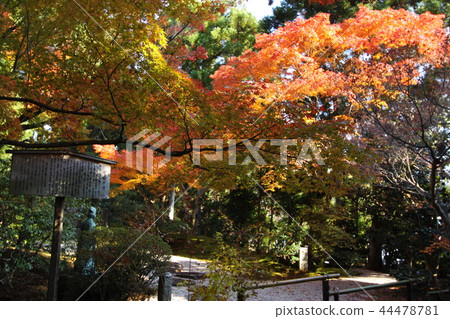 Konnoji寺廟秋葉 44478781