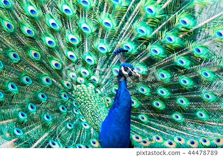 Male peacock spreading feathers Male peacock spreading feathers 44478789