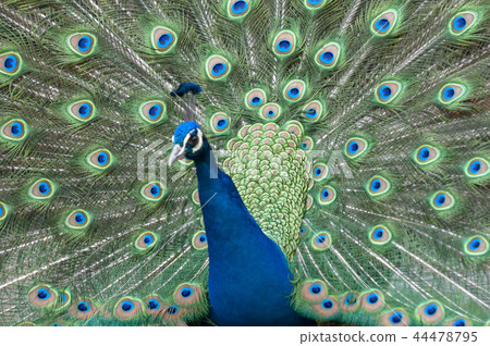 Male peacock spreading feathers Male peacock spreading feathers 44478795