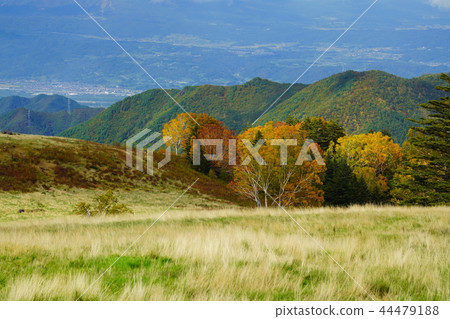 (Nagano Prefecture) Autumn leaves around Yamada Ranch 44479188