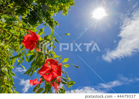 沖繩Ishigakijima Yonehara海灘芙蓉 44479337