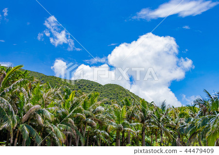 在沖繩Ishigakijima Yonehara南部國家圖像的棕櫚樹 44479409