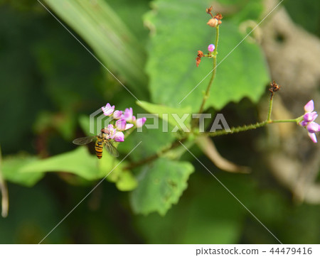 Hoso Hiratabu and Pink Flower Hoso Hiratabu and Pink Flower 44479416