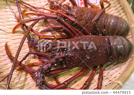 蝦伊勢 蝦伊勢 44479915