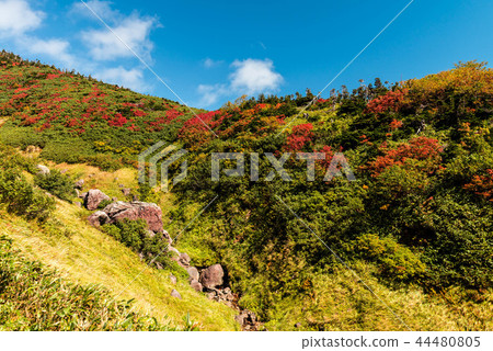 Autumn leaves of Hakusan Autumn leaves of Hakusan 44480805