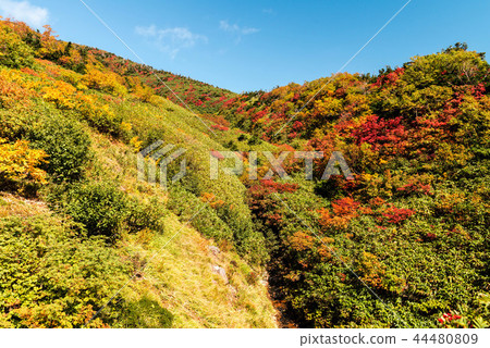 Autumn leaves of Hakusan Autumn leaves of Hakusan 44480809