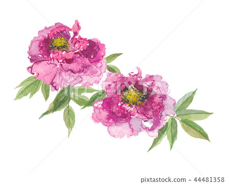 Peony button 44481358