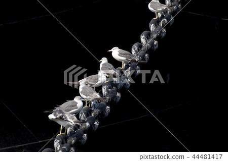 海貓在Yamashita公園 44481417